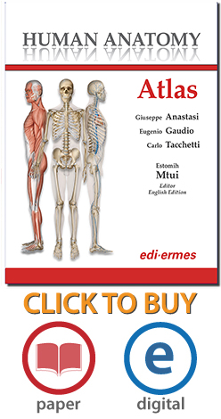 Human Anatomy Atlas