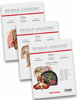 Human Anatomy Atlas