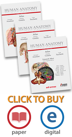 Human Anatomy Atals